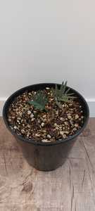 Encephalartos lehmannii