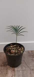 Macrozamia peroffskyana