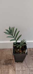 Ferox: Encephalartos trispinosus
