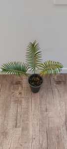 Macrozamia peroffskyana