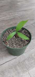 Ferox: Ceratozamia mexicana
