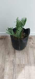 Encephalartos middlebergensis