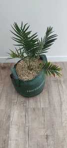 Ferox: Encephalartos dyerianus