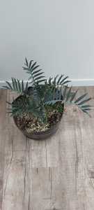 Encephalartos trispinosus