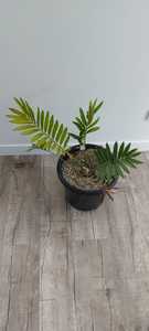Encephalartos turneri