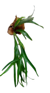 Staghorn Fern (Small)