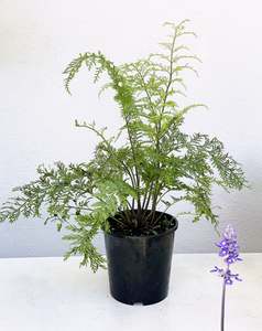 Ferns: Asplenium bulbiferum 'Maori Princess'