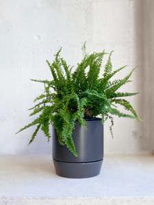 Nephrolepis 'Fluffy Ruffles'