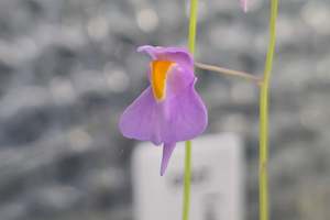 Utricularia longifolia 'Bonsai Form' (Pedro do Rio, Rio de Janeiro, Br&hellip;