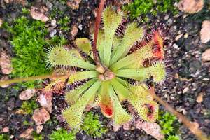 Beginner Plants: Drosera sp. Botswana (Okavango Delta, Botswana) - Sundew
