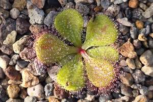 Beginner Plants: Drosera macrophylla - Tuberous Sundew