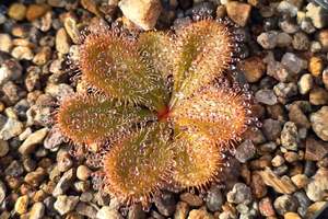 Beginner Plants: Drosera bulbosa - Tuberous Sundew