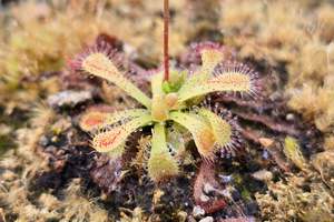 Beginner Plants: Drosera 'Snyderi' - Sundew