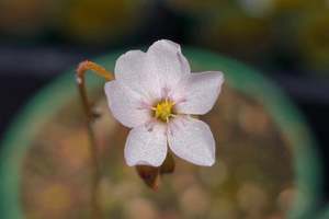 Beginner Plants: Drosera venusta - The Elegant Sundew