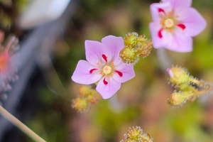 Beginner Plants: Drosera 'Sidjamesii' - Pygmy Sundew