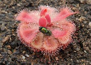 Beginner Plants: Drosera burmanii (Humpty Doo, Northern Territory, AustraliaHumpty Doo, Northern Territory, Australia) - Sundew