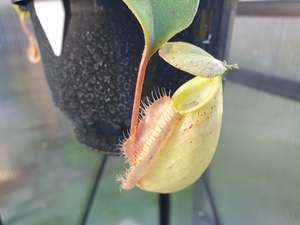 Intermediate Plants: Nepenthes 'Susan' - Lowland Tropical Pitcher Plant