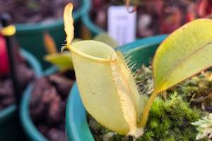 Intermediate Plants: Nepenthes ampullaria 'Green Form' - Lowland Tropical Pitcher Plant