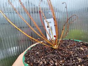 Intermediate Plants: Drosera filiformis var. floridiana - Sundew