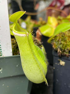 Intermediate Plants: Nepenthes albomarginata 'Green Form' - Lowland Tropical Pitcher Plant
