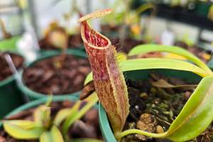 Intermediate Plants: Nepenthes minima - Lowland Tropical Pitcher Plant