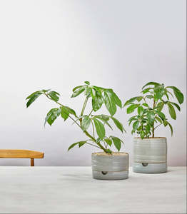 Self Watering Plant Pot