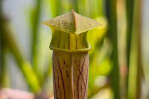 Sarracenia: Sarracenia rubra ssp. wherryi - American Pitcher Plant