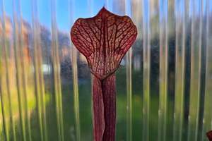 Sarracenia: SEED - Sarracenia rubra ssp. rubra (Brunswick, Glynn County, Georgia, USA) - Sweet Pitcher Plant - 10+ Per Packet