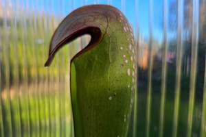 SEED - Sarracenia minor var. okefenokeensis - Hooded Pitcher Plant - 10+ Per Packet
