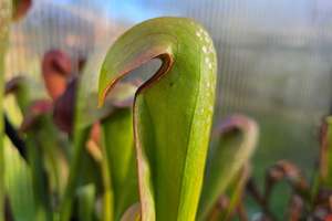 Sarracenia: SEED - Sarracenia minor - Hooded Pitcher Plant - 10+ Per Packet