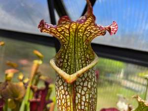 Sarracenia: SEED - Sarracenia leucophylla x flava var. flava - American Pitcher Plant - 15+ Per Packet