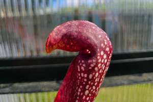 Sarracenia: SEED - Sarracenia 'Formosa' - American Pitcher Plant - 10+ Per Packet