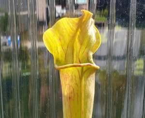 Sarracenia: SEED - Sarracenia alata var. alata 'Giant Wide Hood Form' (Stone County, Michigan, USA) - American Pitcher Plant - 10+ Per Packet