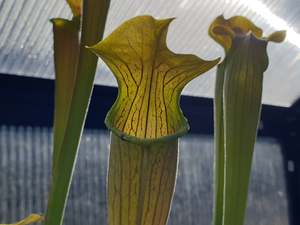 Sarracenia alata var. alata 'Giant Green Pubescent Form' (Loc Whites C&hellip;