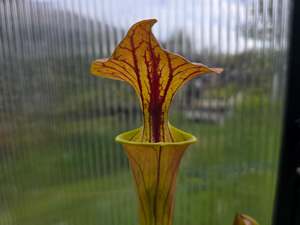 SEED - Sarracenia flava var. cuprea (Green Swamp, North Carolina, USA) - America&hellip;