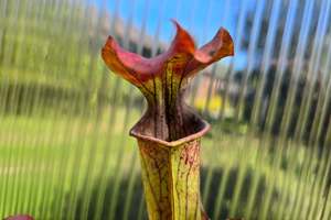 SEED - Sarracenia oreophila var. oreophila - Giant Form, Red Under Lid In Autumn&hellip;