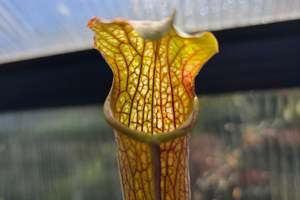 Sarracenia: Sarracenia 'Readii' - American Pitcher Plant
