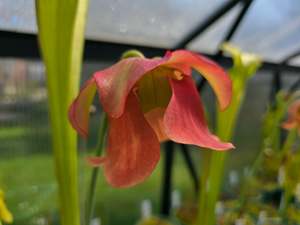 Sarracenia: Sarracenia leucophylla x flava var. flava - American Pitcher Plant
