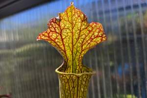 Sarracenia: Sarracenia 'Moorei' - cv. 'Ngaire Gray' - Moore's American Pitcher Plant