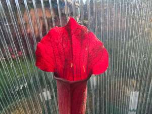 Sarracenia: Sarracenia 'Chelsonii' - Maroon Form - American Pitcher Plant