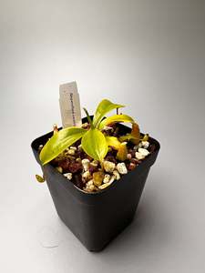 Nepenthes: Nepenthes ventricosa
