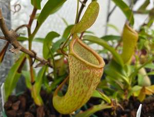 Nepenthes: Nepenthes ventricosa x talangensis - Highland Tropical Pitcher Plant