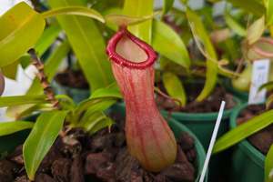 Nepenthes: Nepenthes ventricosa (Female) - Highland Tropical Pitcher Plant
