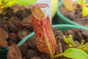 Nepenthes alata - Red Speckled Form (Banquet, Luzon, Philippines) - Intermediate&hellip;