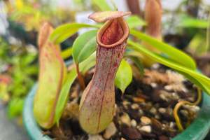 Nepenthes: Nepenthes 'St Pacificus' - Intermediate Tropical Pitcher Plant