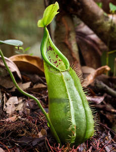 Nepenthes: Nepenthes hirsuta - Lowland Tropical Pitcher Plant