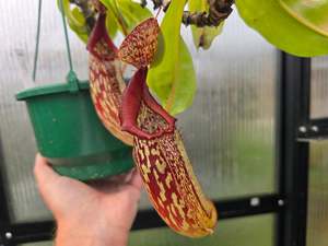 Nepenthes: Nepenthes maxima (Female) - Intermediate Tropical Pitcher Plant