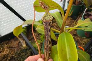 Nepenthes: Nepenthes stenophylla - Intermediate Tropical Pitcher Plant