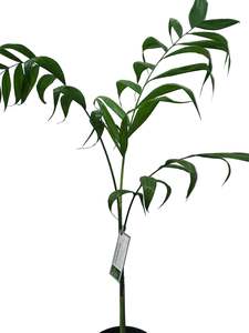 Adopt A Plant: Slipper Bamboo Palm 3.3ltr