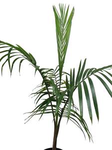 Adopt A Plant: Atherton Palm